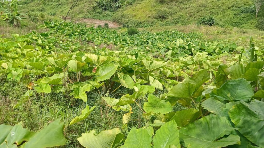 taro farm