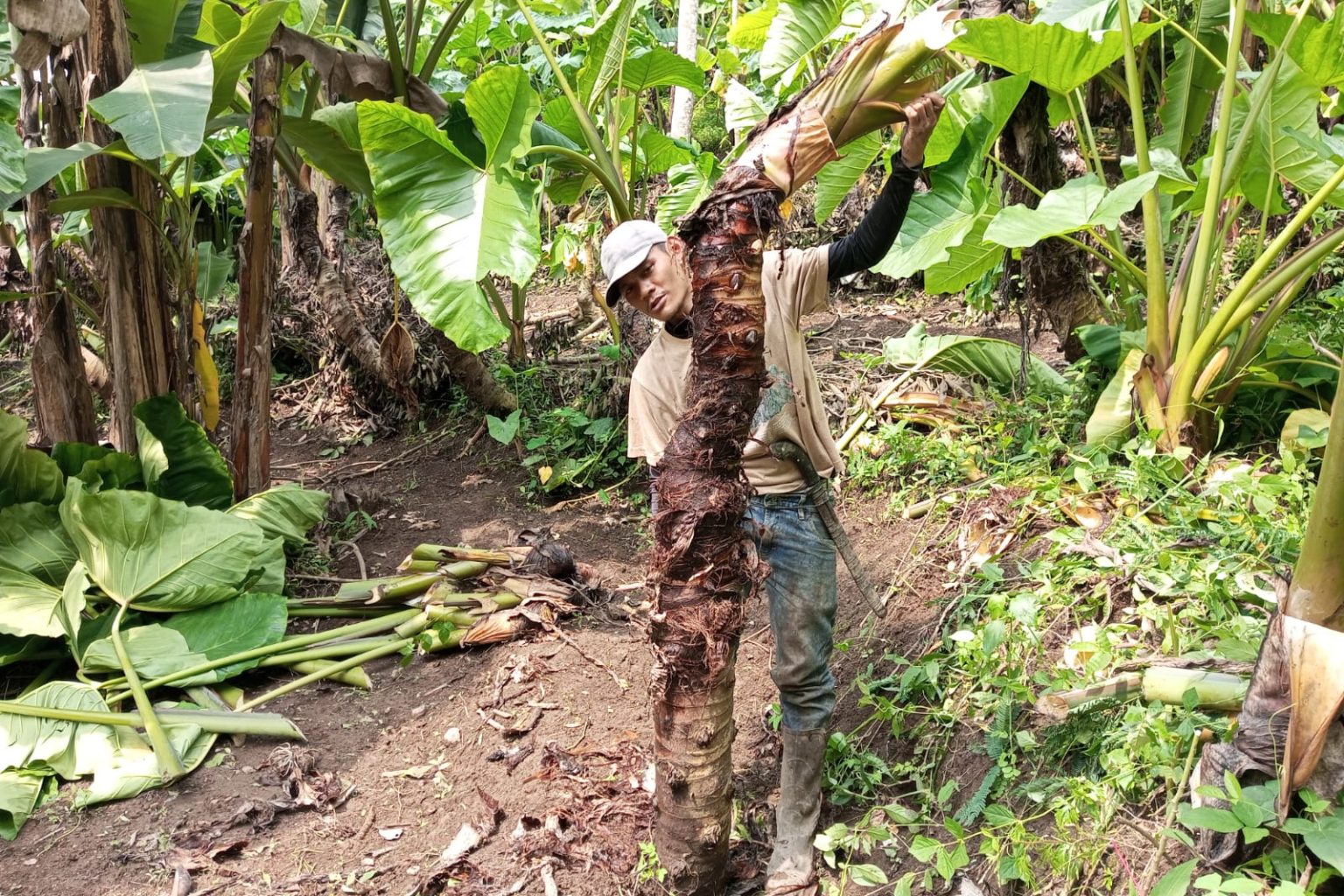 giant taro beneng